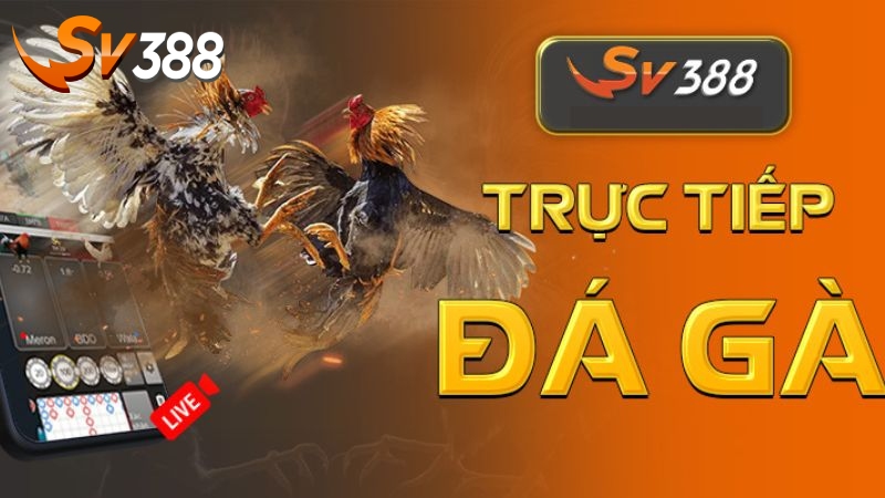 SV388 Phát Trực Tiếp Các Trận Đấu Gà Chọi Chất Lượng Cao, Miễn Phí